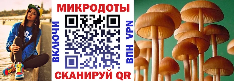 что такое   Саратов  Галлюциногенные грибы Psilocybine cubensis 